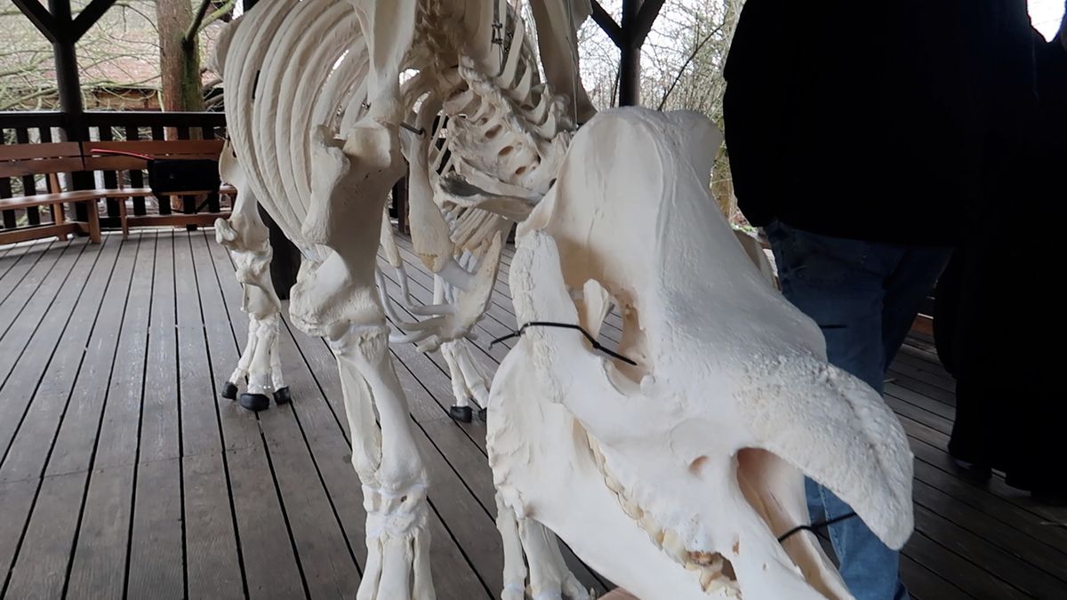 Obří kostra ikonického zvířete. Do plzeňské zoo se vrátily ostatky nosorožce Baabuu